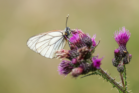 Groot geaderd witje