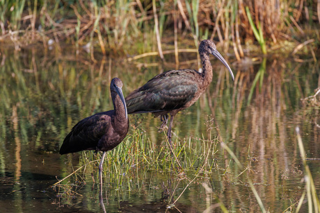 Zwarte Ibis