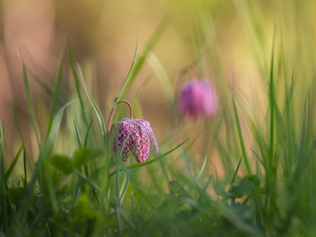 Een onverwachte bezoeker…