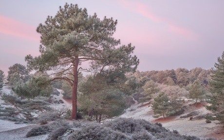 Winter in de duinen