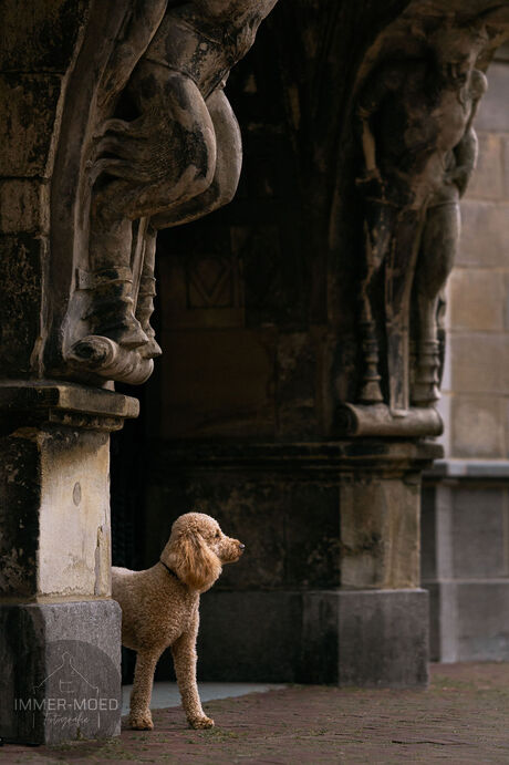 Hond in de stad