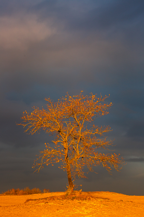 "The Tree" in fabulous evening light