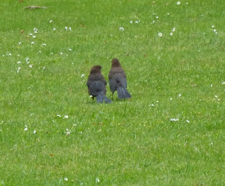 2 jonge merels