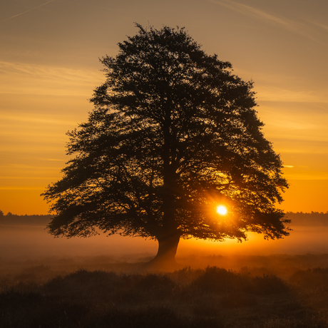 Zonsopkomst Veluwe