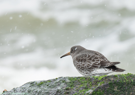 Paarse strandloper 