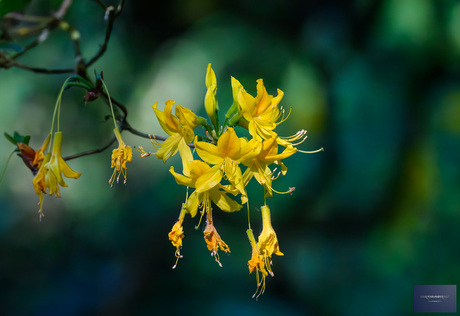 De Pontische azalea