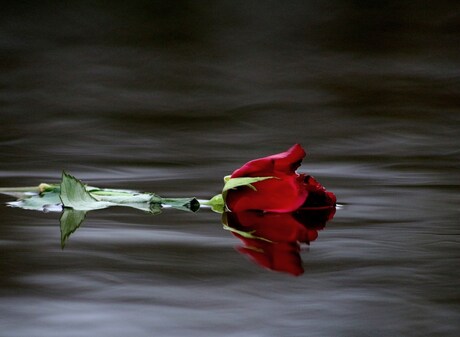 The floating rose