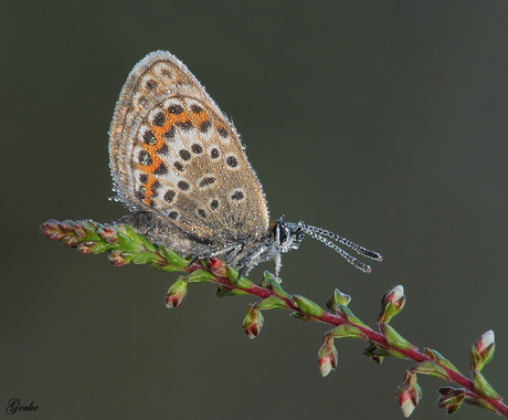 Heide blauwtje