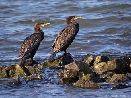 Aalscholvers in de ochtendzon