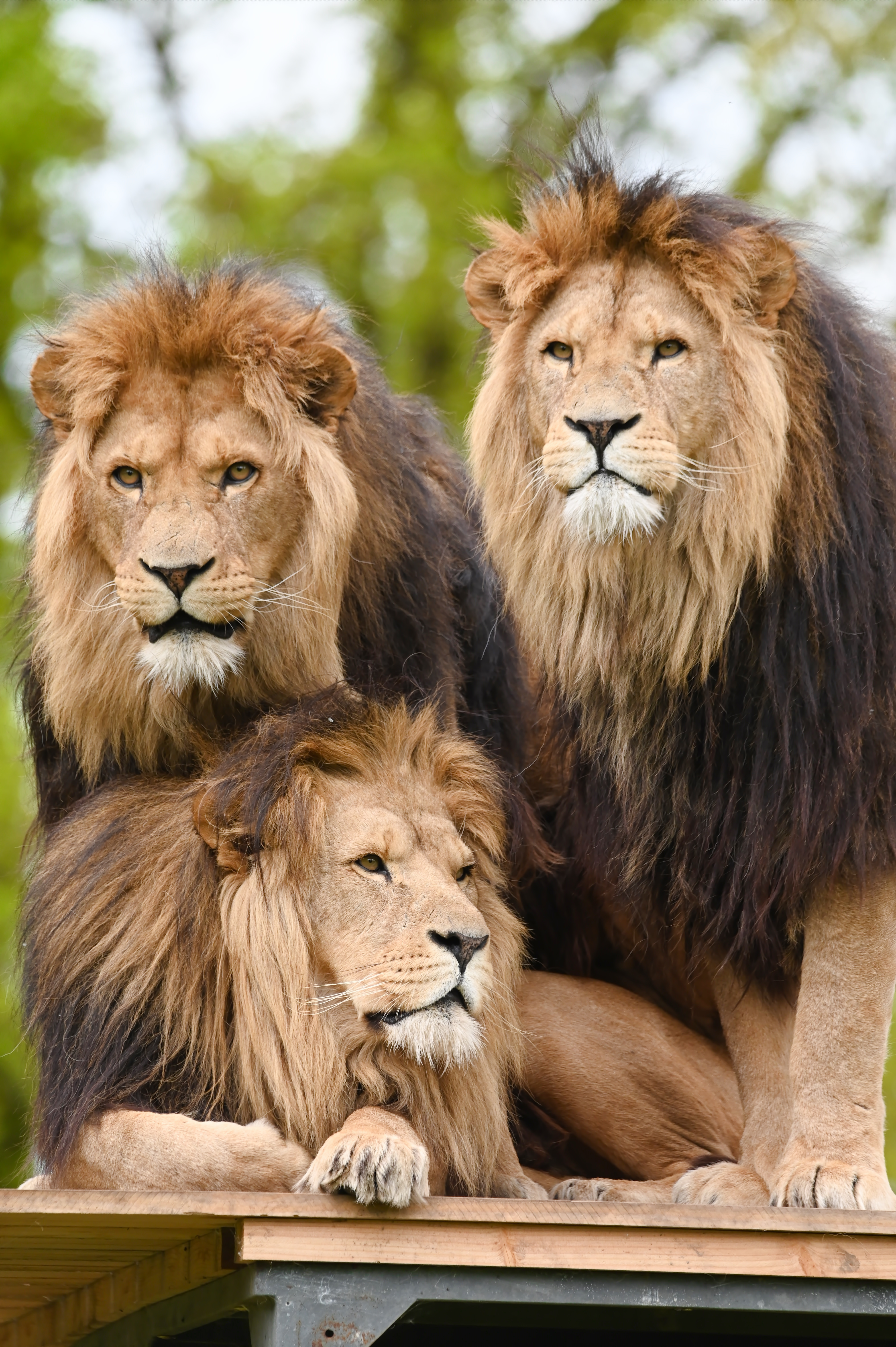 Leeuwen broers - Leeuwen broers - foto door timothyraymondphotography op 14-05-2024 - locatie: ZooParc Overloon, Stevensbeekseweg, Overloon, Nederland - deze foto bevat: leeuw, leeuwen, afrikaanse leeuw, leo, grote kat, kat, katachtigen, big5, zoo, zooparc, zooparc overloon, nikon corporation, nikon z 6_2, vr 150-600mm f/5-6.3g, iso 1000, diafragma ƒ/8, sluitertijd 1/640s, brandpuntafstand 600mm, plant, felidae, carnivoor, leeuw, masai-leeuw, boom, organisme, grote katten, landdier, fawn