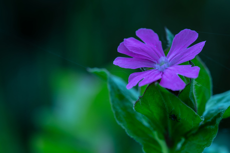 Dagkoekoeksbloem met een kleine bonus