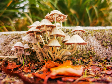 Mushroom family 