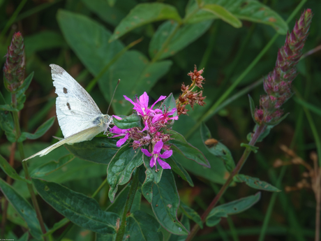Een witje