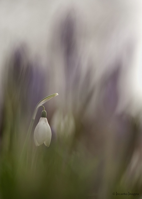 Sneeuwklokje met Krokus op de achtergrond