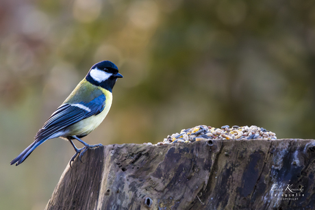 Voederplek versie 4.0