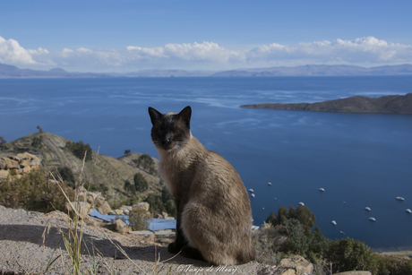 Cat with a view