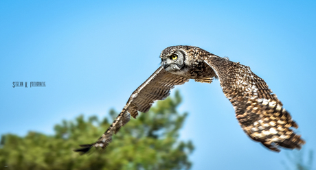 in vogelvlucht