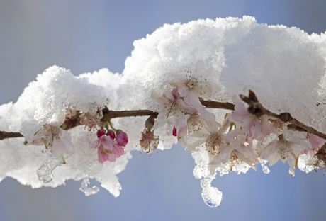 Sneeuw en bloesem