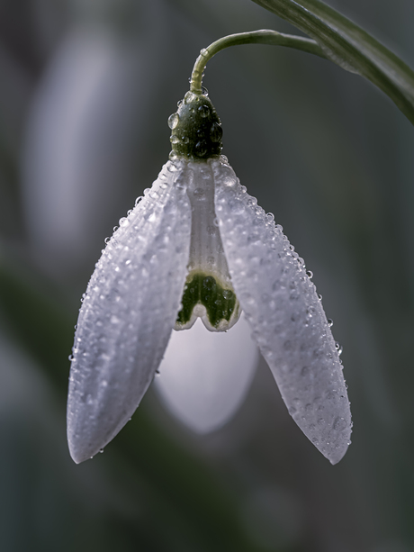 Rain-Snowdrop