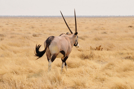 Spiesbok op savane