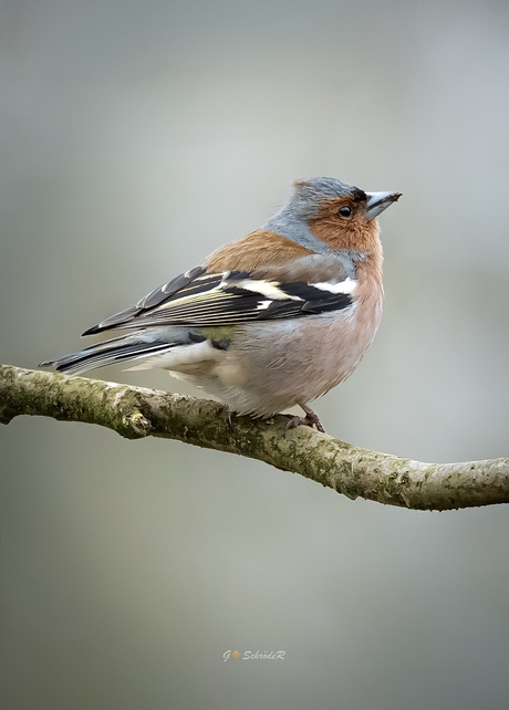Vink