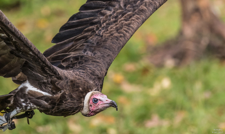 Canon Experience Day - Roofvogels_02