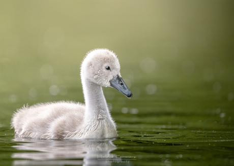 Little swan