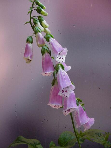 Macro van Digitalis