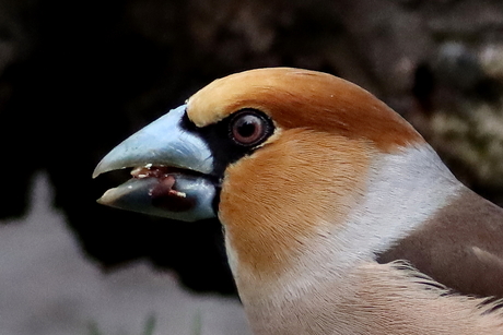 kleurrijke verschijning appelvink