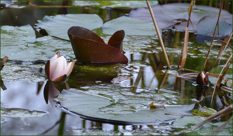 Eco tuin Schoten België