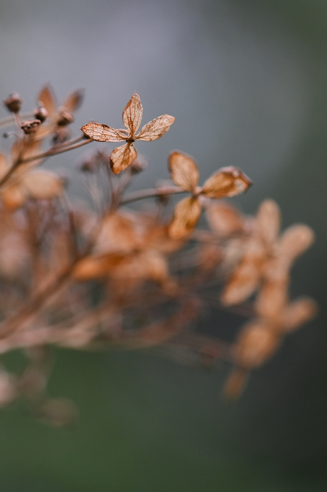 Winterdetails in de tuin 