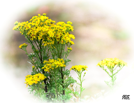 Gele bloemen