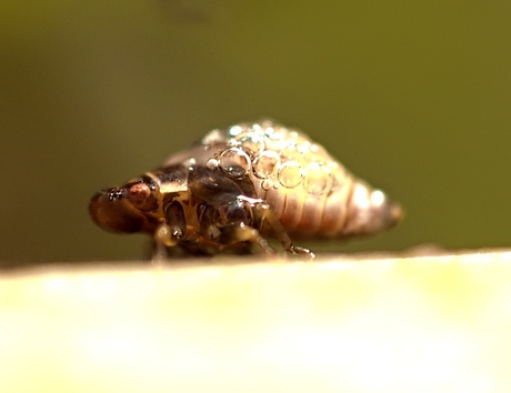 soort cicade