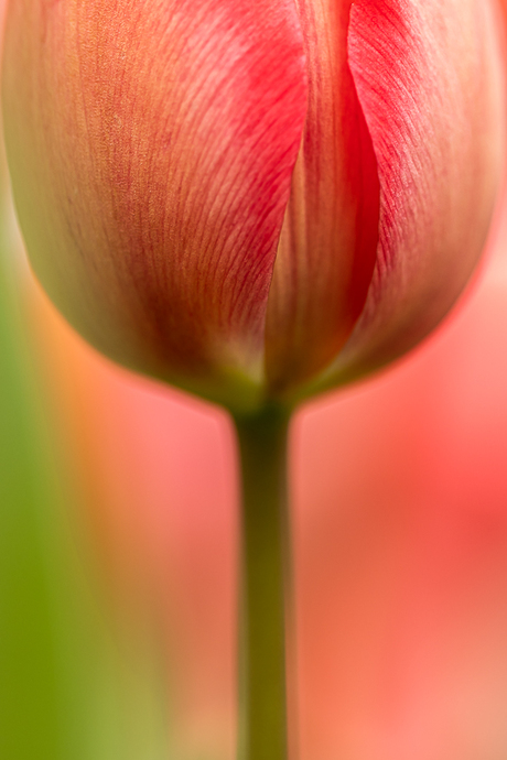 Tulpen in de tuin.