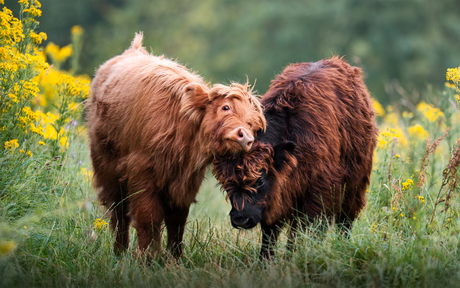 Knuffelende Hooglanders 