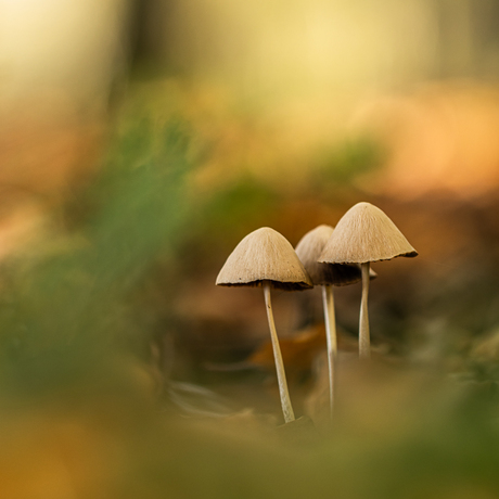 Mini paddenstoeltjes.