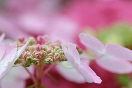 Roze hortensia