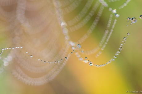 Pearls of nature