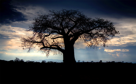 Silhouet Baobab