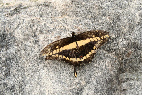 Orchideeën en vlindertuin.