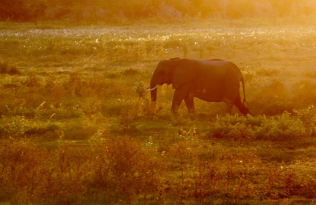 Sunset Elephant