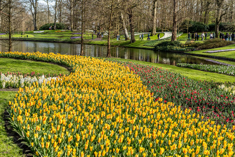 De tulpen in gelid