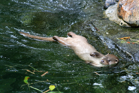 Otter