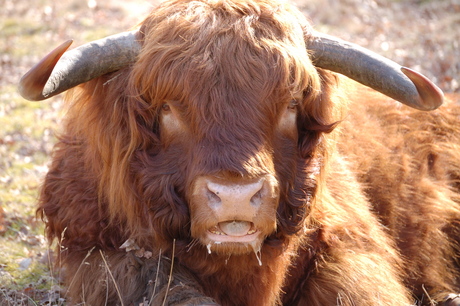 Schotse Hooglander 2