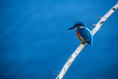 Kingfisher