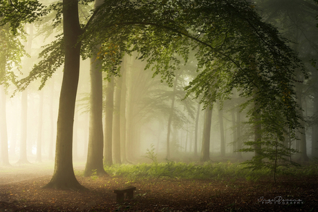 Safe Under My Branch.