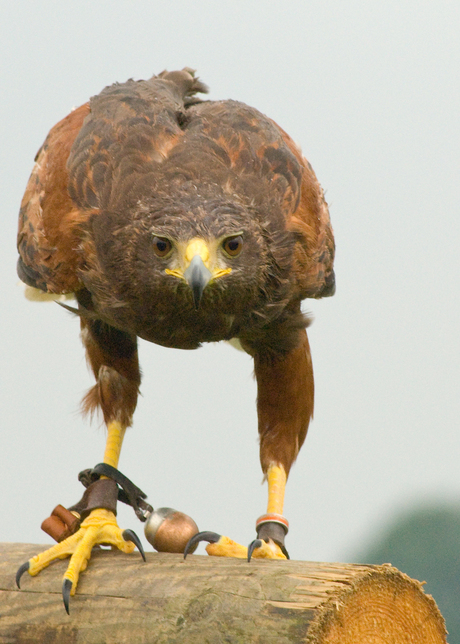 Valkerij & Natuurbeurs 2009