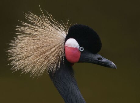 Kroonkraanvogel