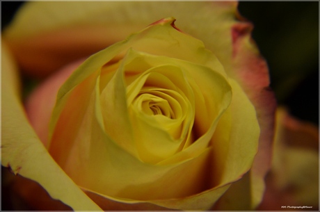 Yellow rose......