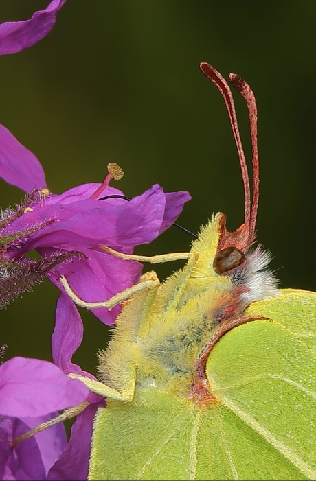 Citroenvlinder